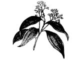 Cinnamon (Cinnamomum Aromaticum), Heb. QiNaMON (Ex.30.23, Prov.7.17, Song.4.14, Rev.18.17)